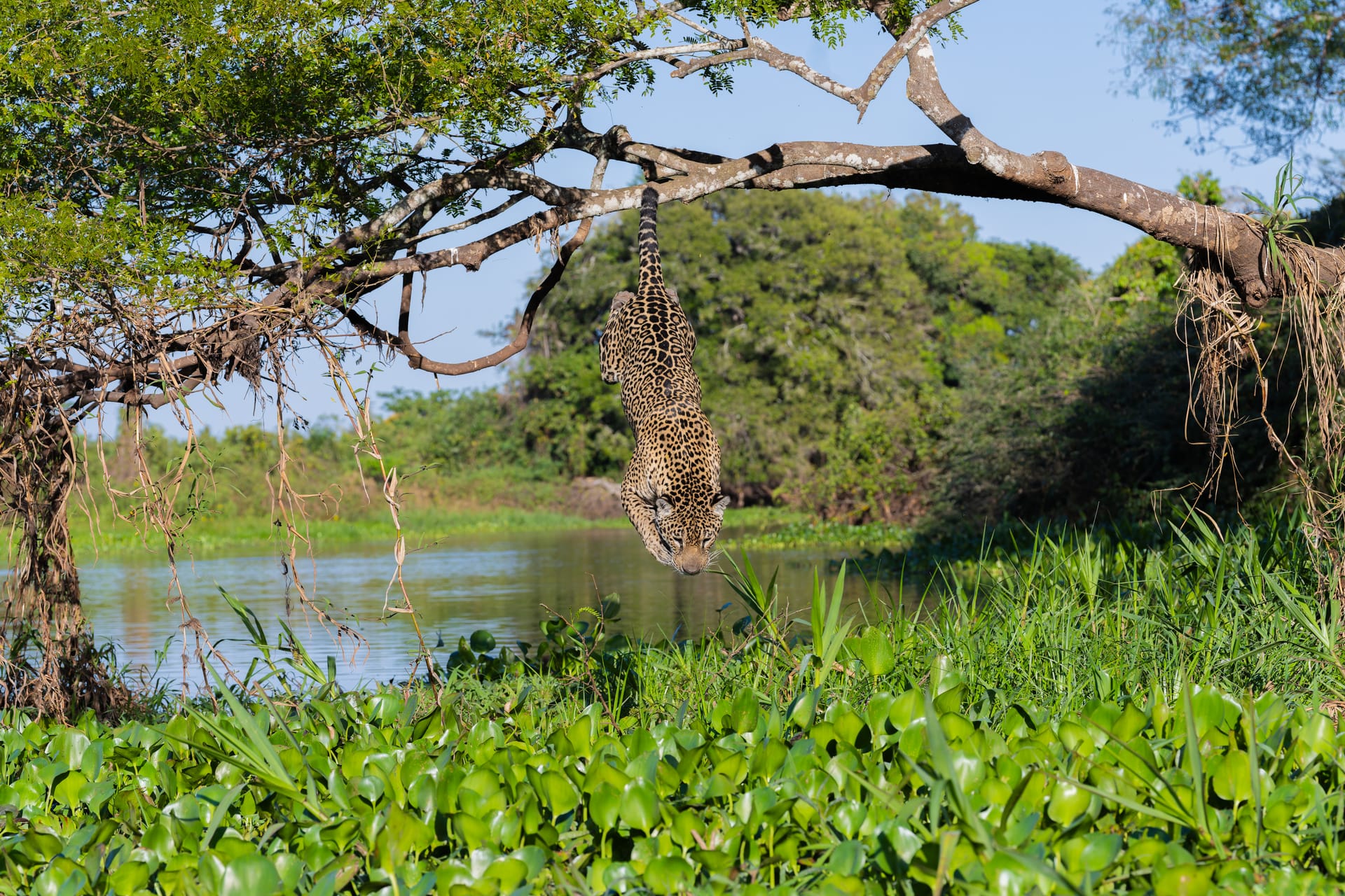 Pantanal Experience
