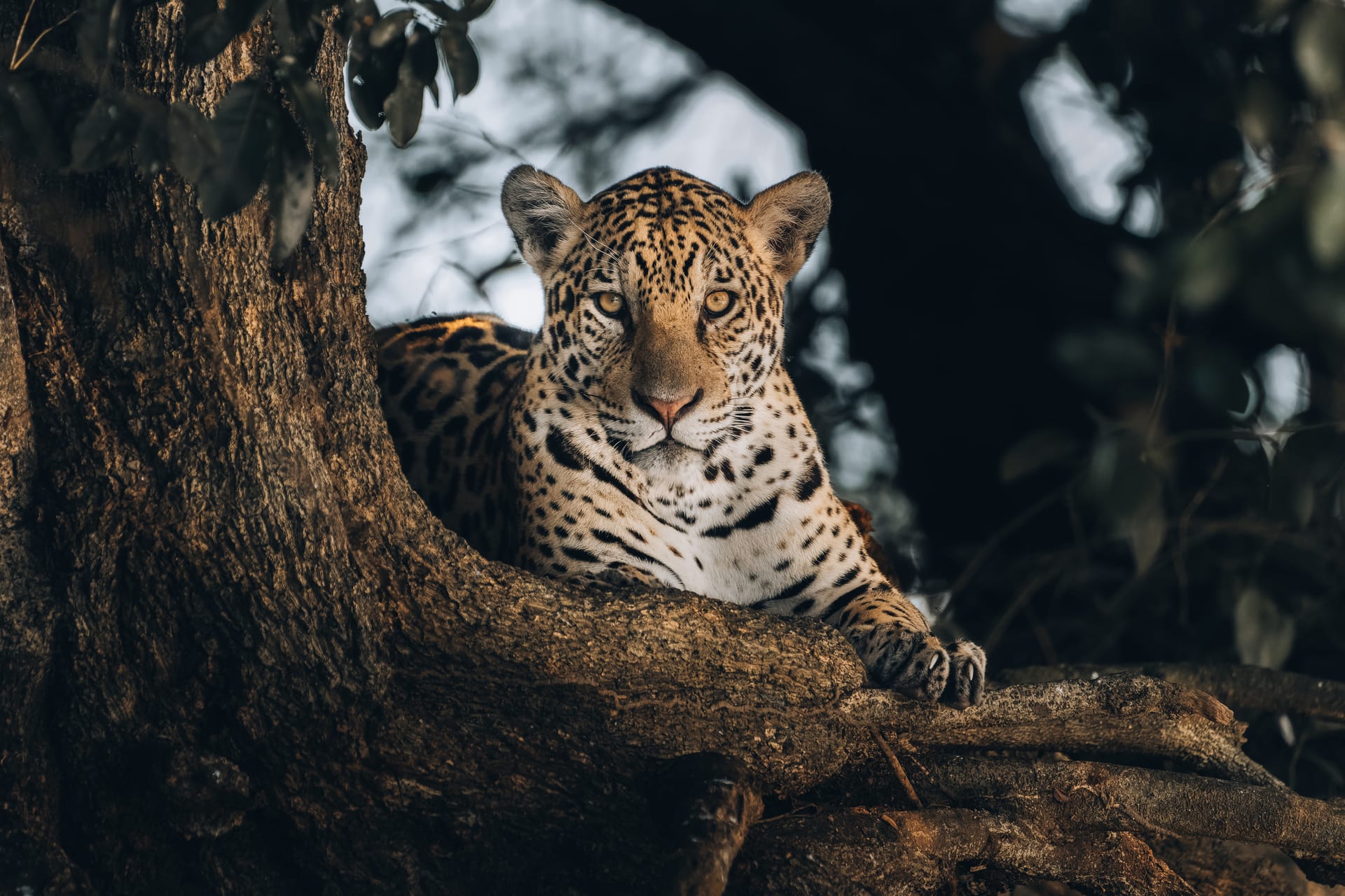 Pantanal Photography